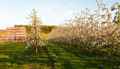 Les produits phytopharmaceutiques nuisent-ils à la santé de vos fruits ?