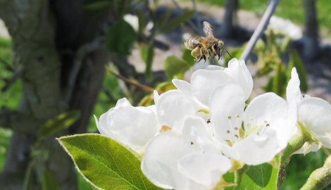C'est l'heure de la floraison !