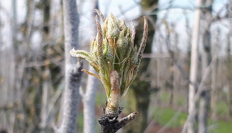 Pourquoi certains arbres fruitiers sont-ils entièrement blancs ?