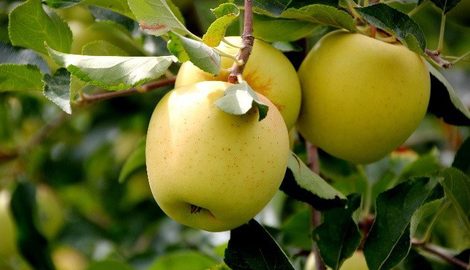 Le top 10 des fruits sains