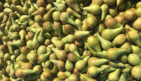 Fruitteler geeft uit protest 50.000 kilo peren gratis weg