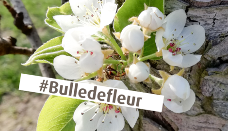 Les fleurs sont là! Découvrez les fleurs à Haspengouw
