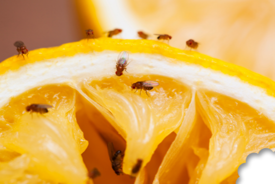 Bye, bye les mouches des fruits ! Voilà comment fabriquer votre propre piège à mouches des fruits.