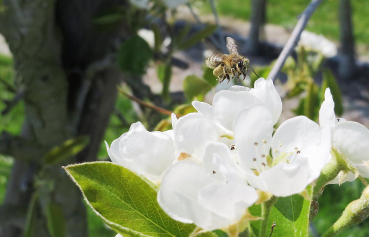 Bijen in de fruitteelt