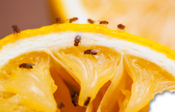 Bye, bye les mouches des fruits ! Voilà comment fabriquer votre propre piège à mouches des fruits.